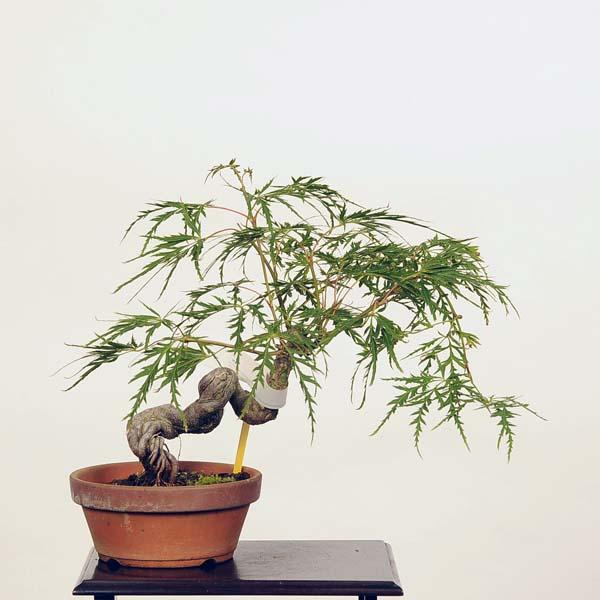 最新の激安 小品盆栽 青枝垂れもみじ 現品 アオシダレモミジ 送料無料 超人気 Www Thedailyspud Com