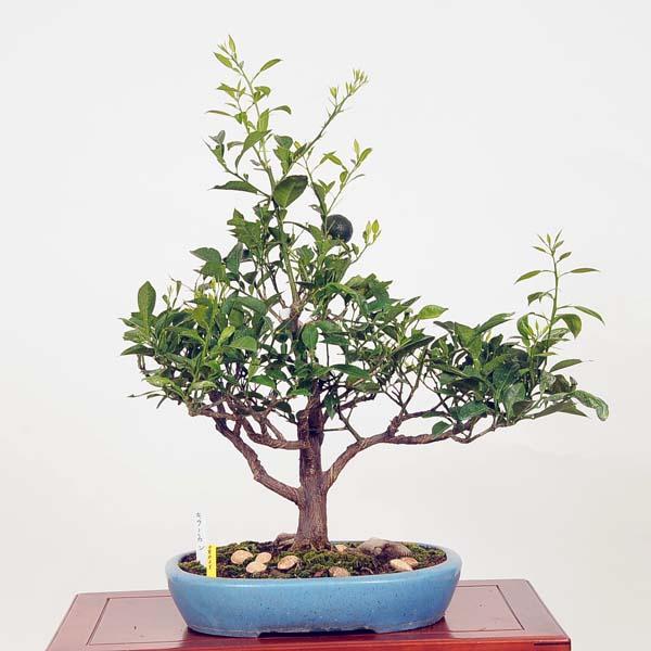 盆栽：柚子*現品 ゆず ユズ yuzu Citrus junos大品盆栽 大型ヤマト便