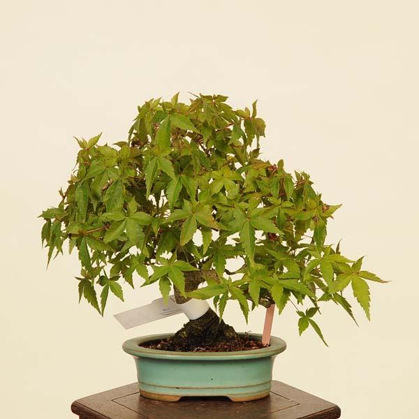 盆栽 特選：山紅葉 現品*山もみじ モミジ Momiji bonsai 小品盆栽