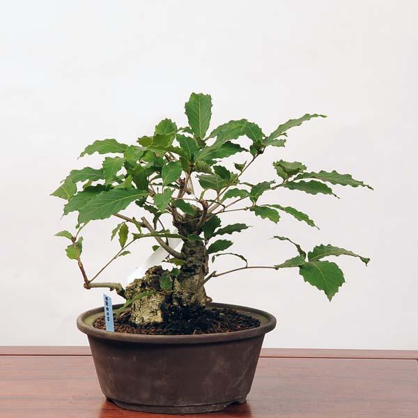 中品盆栽：小楢（こなら・コナラ）*現品 konara : 遊恵盆栽 Yahoo!店