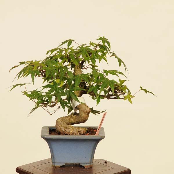 盆栽 特選：山紅葉 現品*山もみじ モミジ Momiji bonsai 小品盆栽