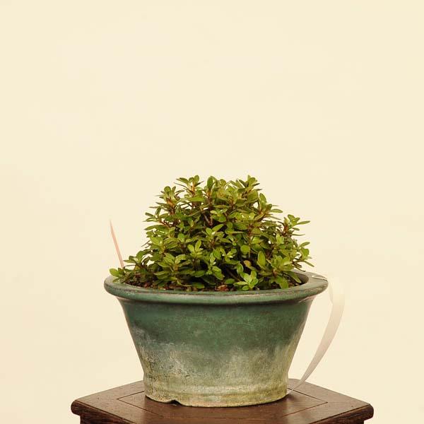 盆栽：深山霧島つつじ 現品*キリシマツツジ Rhododendron kiusianum