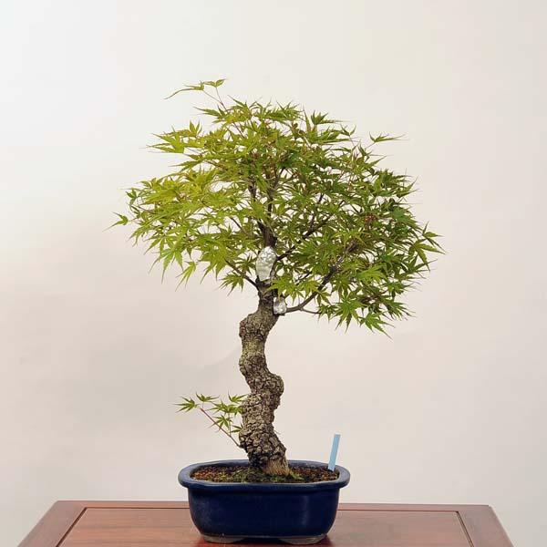 中品盆栽：特選荒皮紅葉 *現品 もみじ モミジ Momiji : 遊恵盆栽 Yahoo