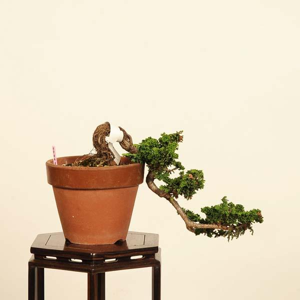 盆栽：石化桧(ひのき) 現品*一点物 ヒノキ Chamaecyparis Hinoki