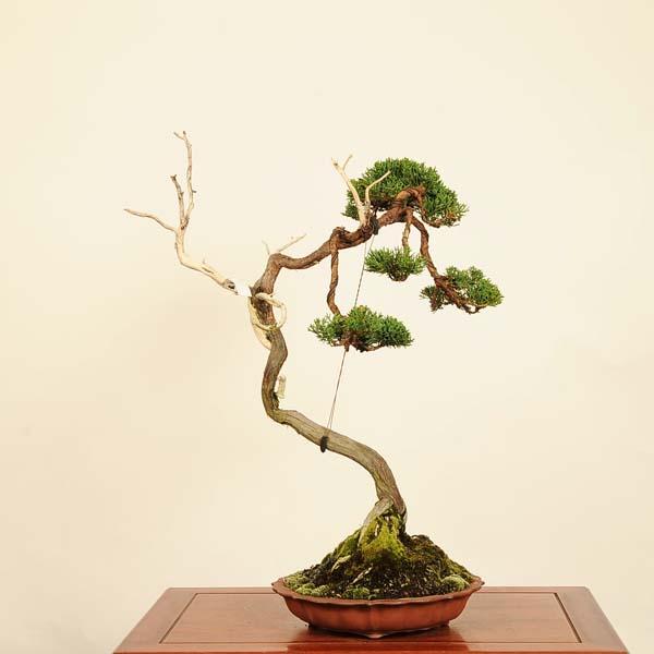 盆栽 特選：真柏 現品*一点物 しんぱく シンパク Sabina chinesis 