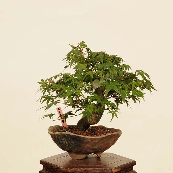 盆栽 特選：山紅葉 現品*山もみじ モミジ Momiji bonsai 小品盆栽