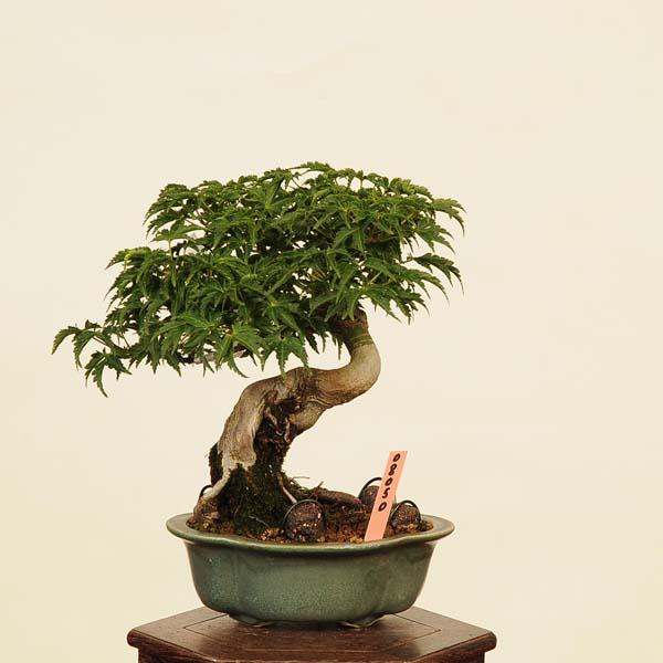 盆栽 特選：獅子頭(シシガシラ)紅葉 現品 *もみじ モミジ Acer momiji