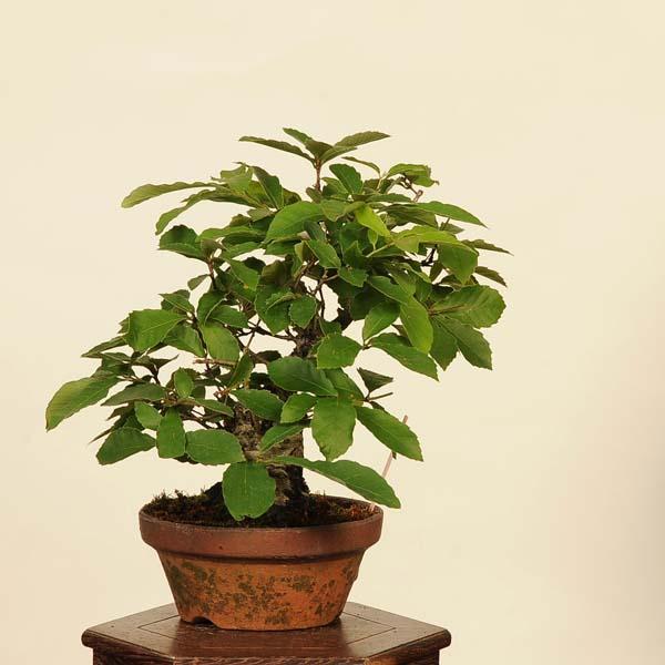 盆栽：小楢（こなら・コナラ）*現品 Quercus serrata konara bonsai