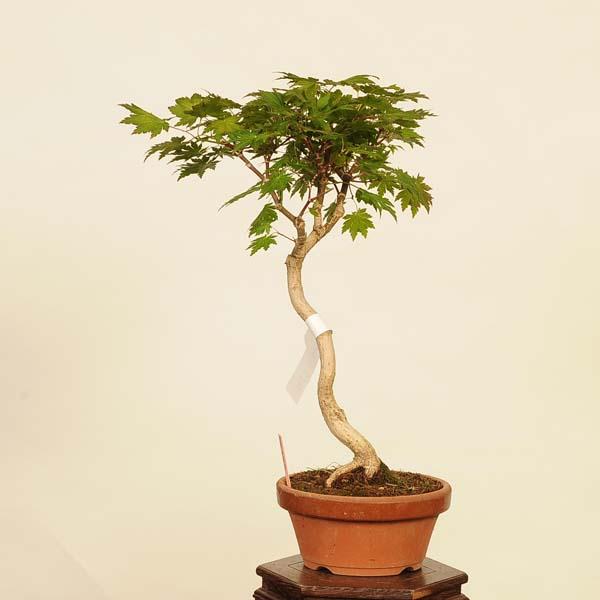 鉢ごと発送　盆栽　もみじ　紅葉　中品　送料無料　BONSAI　bonsai 盆栽 ：有明もみじ 現品*紅葉 モミジ Momiji bonsai 中品盆栽 : 遊恵