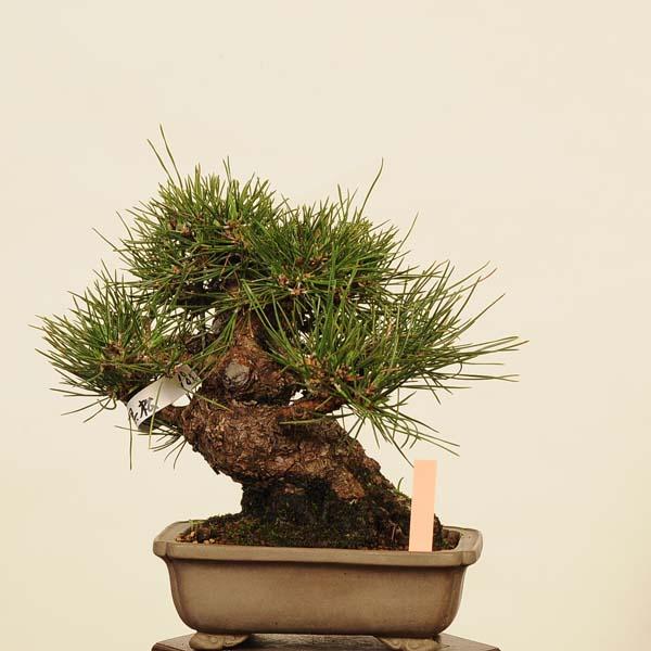 盆栽 特選：三河黒松* 現品 くろまつ クロマツ Kuromatsu bonsai