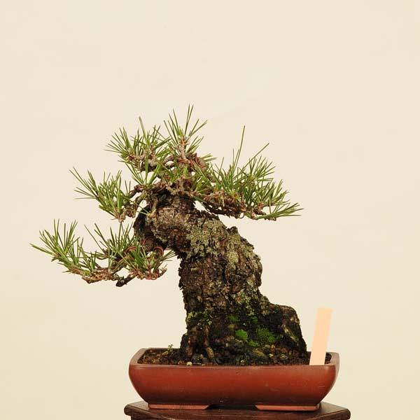 盆栽 特選：三河黒松*(鉢カケ有) 現品 くろまつ クロマツ Kuromatsu
