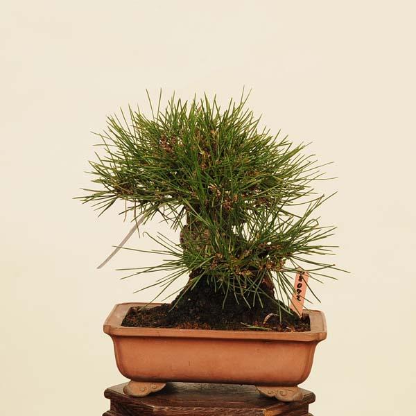 小品盆栽　三河黒松 盆栽 特選：三河黒松*現品 くろまつ クロマツ Kuromatsu bonsai 小品