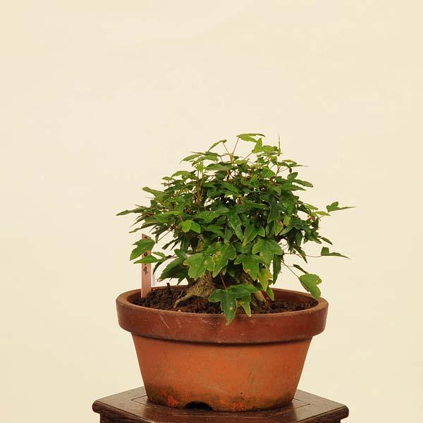 古樹!!樹高20㎝ 石付き 唐楓 カエデ 小品 盆栽 真柏 黒松