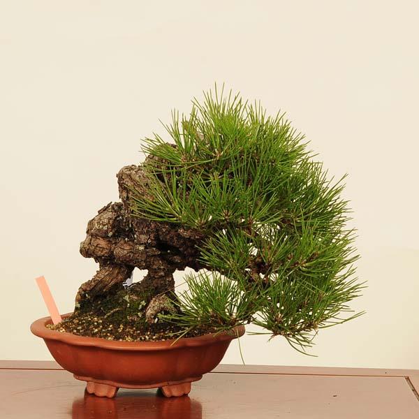 盆栽 特選：三河黒松* 現品 くろまつ クロマツ Kuromatsu bonsai 中品