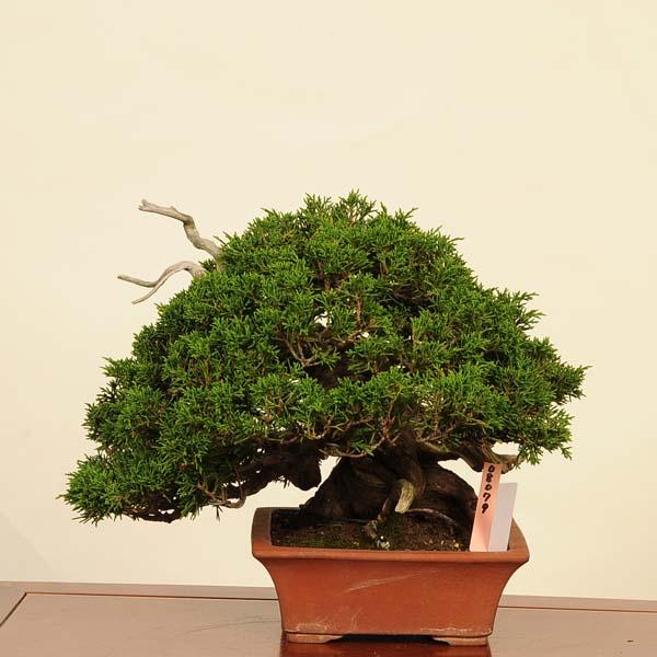 盆栽：特選 糸魚川真柏 現品* しんぱく シンパク Sabina chinesis