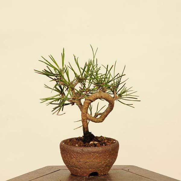 盆栽：三河黒松*現品 くろまつ クロマツ Kuromatsu bonsai ミニ