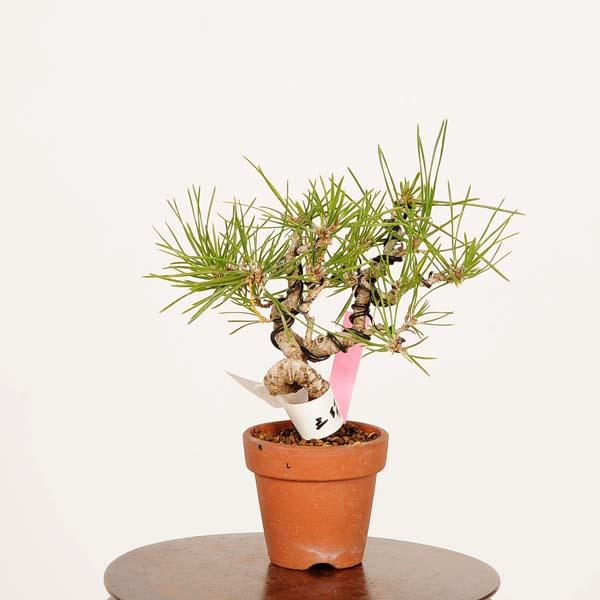 盆栽：三河黒松*現品 くろまつ クロマツ Kuromatsu bonsai ミニ盆栽