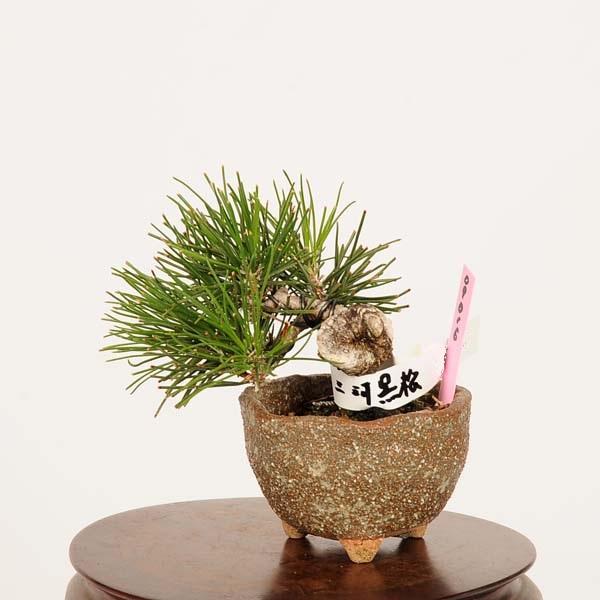 盆栽：三河黒松*現品 くろまつ クロマツ Kuromatsu bonsai ミニ盆栽