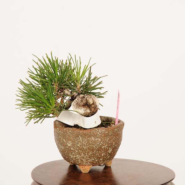 本日限定　三河黒松　ミニ盆栽 ミニ景色盆栽：三河黒松*（瀬戸焼楕円鉢）＜数量限定＞ bonsai