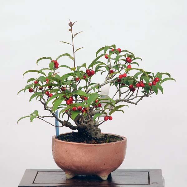 ウメモドキ 盆栽 盆栽用苗 盆栽素材 ウメモドキ盆栽 ミニ盆栽素材（うめもどき