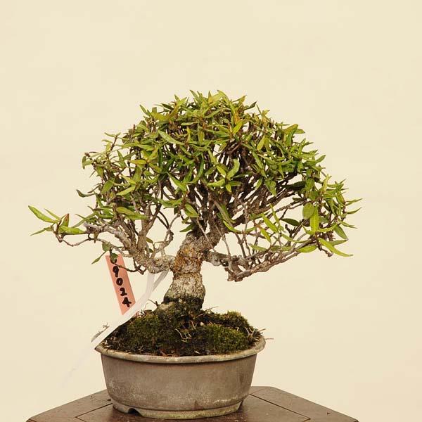 盆栽：縮緬葛（チリメンカズラ） 現品* ちりめんかずら Kazura bonsai