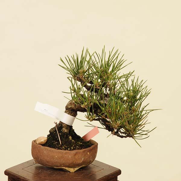 盆栽 特選：三河黒松* 現品 くろまつ クロマツ Kuromatsu bonsai 小品