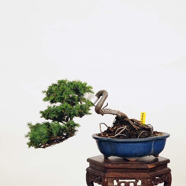 盆栽：杜松(としょう) 現品*トショウ Juniperus rigida Tosyo bonsai
