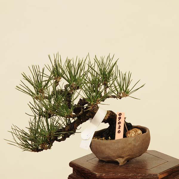盆栽 特選：三河黒松* 現品 くろまつ クロマツ Kuromatsu bonsai 小品