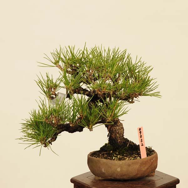 盆栽 特選：三河黒松* 現品 くろまつ クロマツ Kuromatsu bonsai 小品