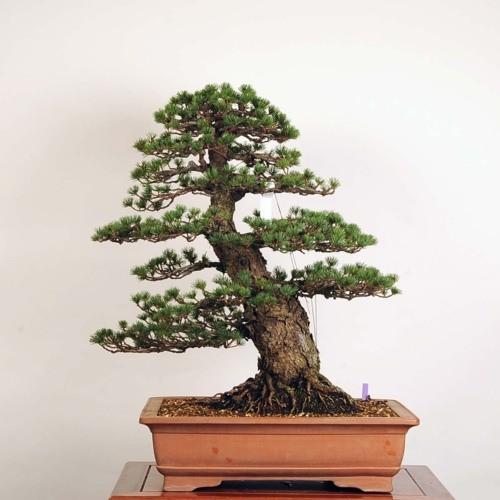 大品盆栽：五葉松(ゴヨウマツ)瑞祥(ずいしょう)【現品】*【佐川便配送