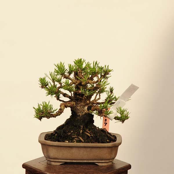 盆栽 特選：三河黒松* 現品 くろまつ クロマツ Kuromatsu bonsai 小品