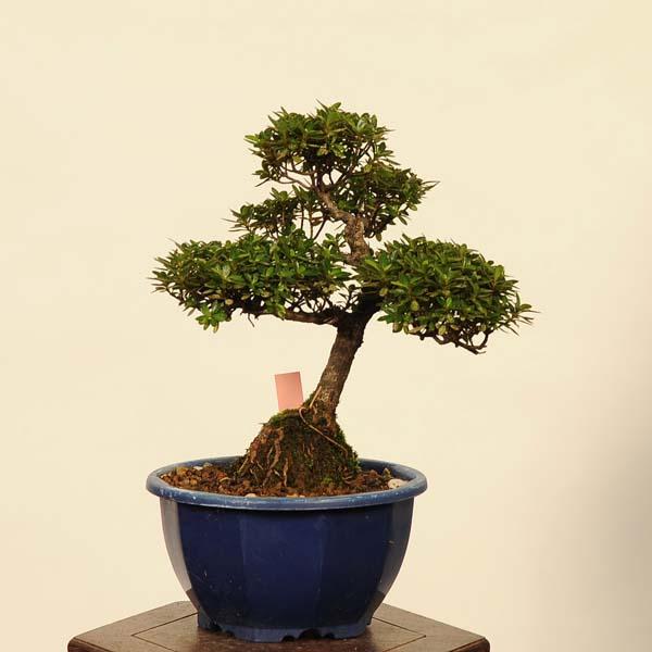 盆栽：早乙女さつき 現品*皐月 サツキ satsuki bonsai 小品盆栽 : 遊恵