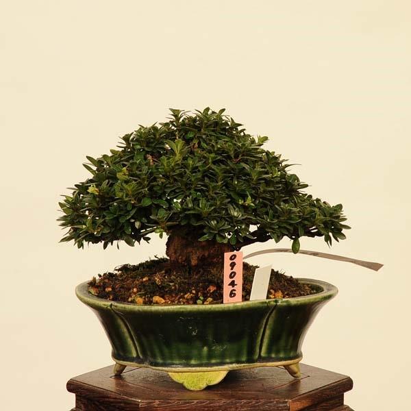 盆栽 特選：皐月(明美の月)現品*さつき サツキ Satsuki bonsai 小品
