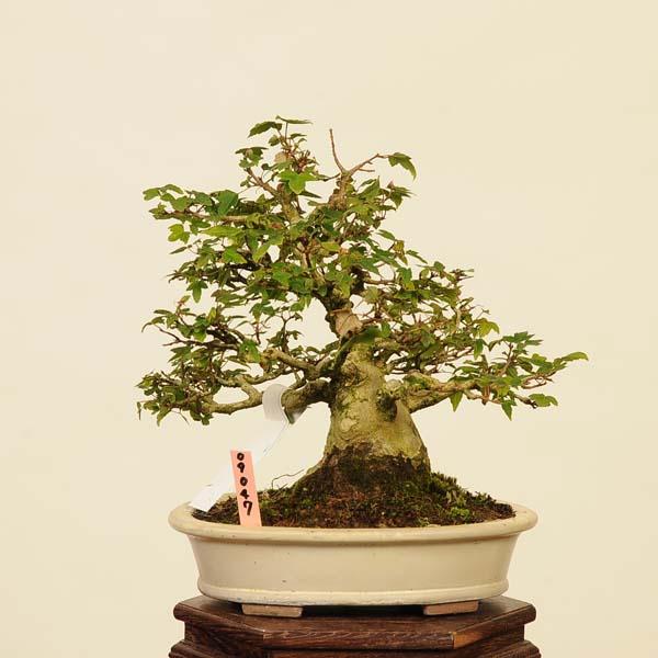 盆栽 特選：楓 現品*かえで カエデ Kaede bonsai Acer 中品盆栽 : 遊恵