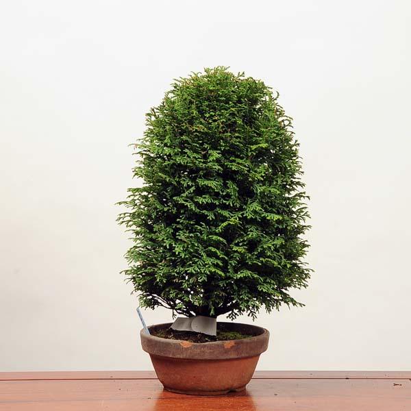 中品盆栽：八房桧（ひのき） 現品*※鉢割れ有 ヒノキ hinoki : 遊恵盆栽