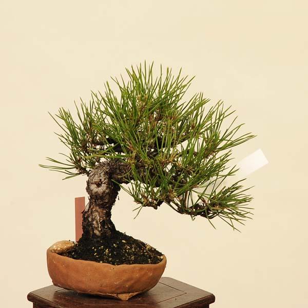 盆栽 特選：三河黒松*現品 くろまつ クロマツ Kuromatsu bonsai 小品