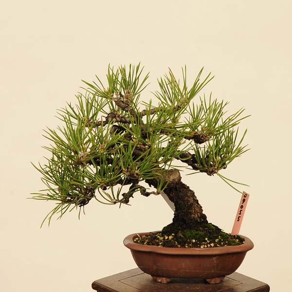 三河盆栽　石付き/寄せ植え　黒松　皐月　盆栽 三河盆栽 石付き/寄せ植え 黒松 皐月 盆栽 三河黒松 盆栽