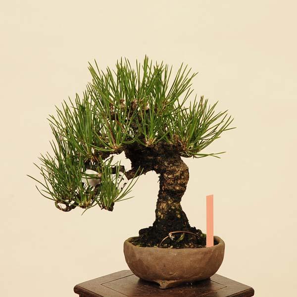 盆栽 特選：三河黒松*現品 くろまつ クロマツ Kuromatsu bonsai 小品