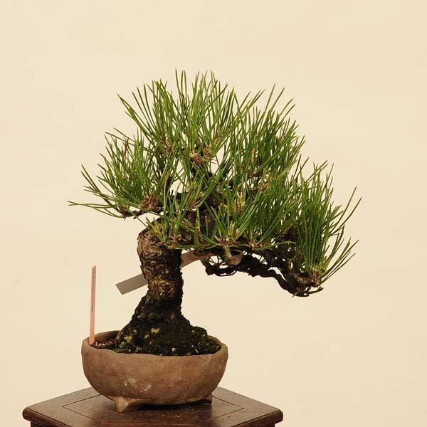 盆栽 特選：三河黒松*現品 くろまつ クロマツ Kuromatsu bonsai 小品