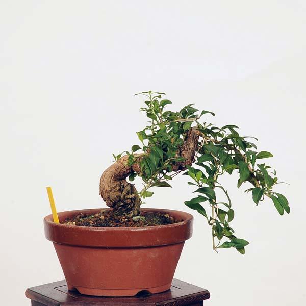 井*誠様 枸杞　小品盆栽 盆栽：枸杞（クコ）くこ*現品 kuko bonsai Lycium chinense 小品