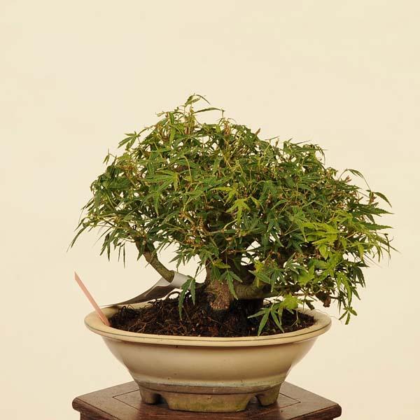 盆栽 特選：長良川紅葉 現品*もみじ ナガラガワモミジ Momiji bonsai