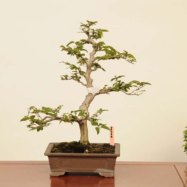 盆栽：岩四手(いわしで) 現品 *イワシデ Carpinus turczaninovii