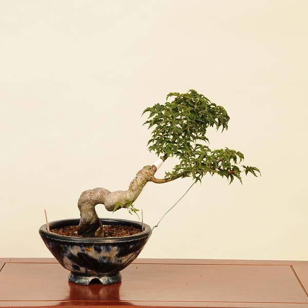 盆栽：獅子頭(シシガシラ)紅葉 現品 *もみじ モミジ Acer momiji