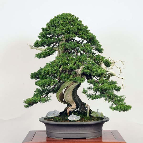 ワイヤーアート　盆栽　真柏風 Bonsai シンパク ワイヤーアート 盆栽 真柏風 Bonsai シンパク