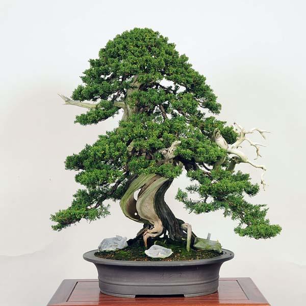 盆栽：特選糸魚川真柏 現品* しんぱく　シンパク　Shinpaku bonsai　大品盆栽　松柏盆栽　｜y-bonsai｜02