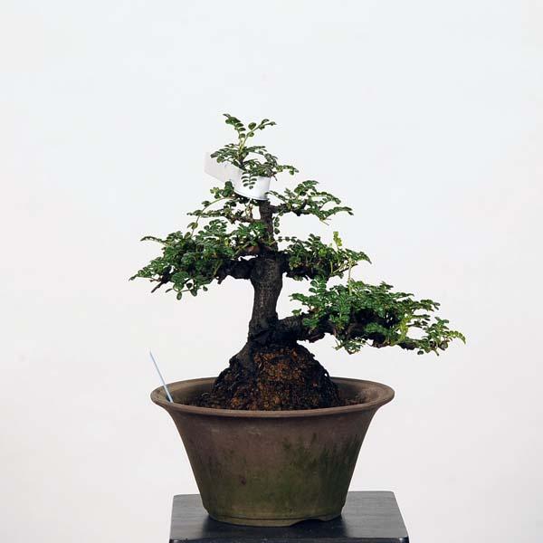 小品盆栽：磯ざんしょ(磯山椒）現品*サンショウ Isozansyo : 遊恵盆栽