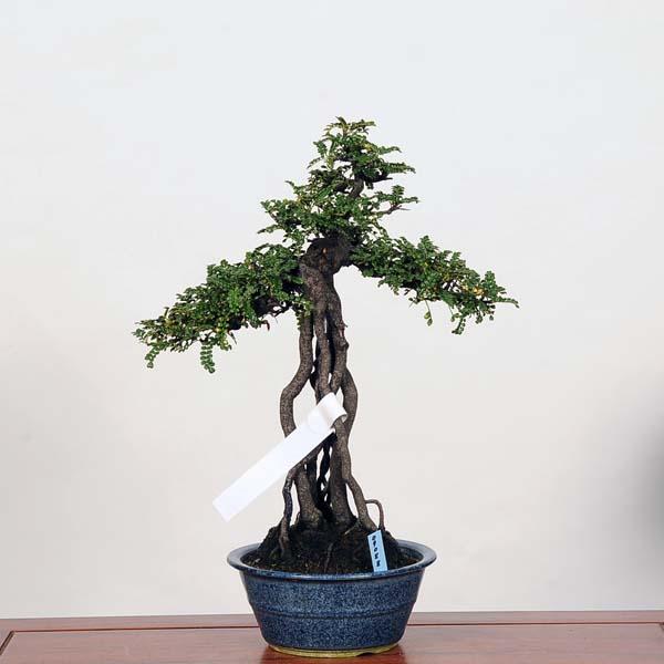 中品盆栽：磯ざんしょ(磯山椒）現品*サンショウ Isozansyo : 遊恵盆栽