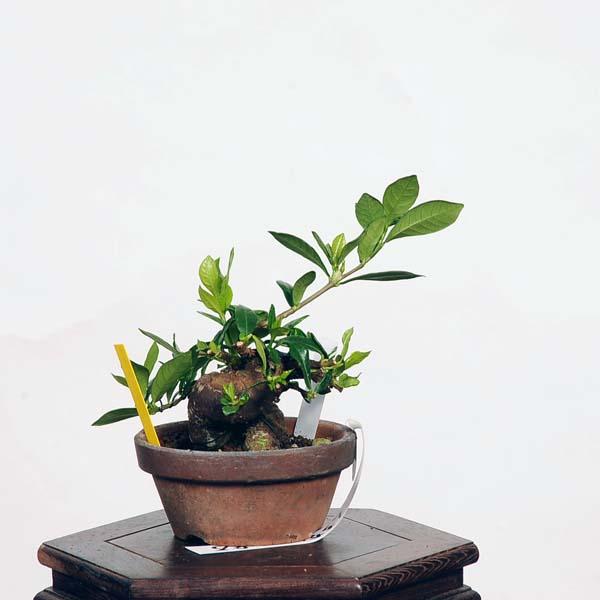 盆栽：特選梔子(くちなし)　現品*クチナシ　Minarikuchinashi bonsai　ミニ盆栽｜y-bonsai｜02