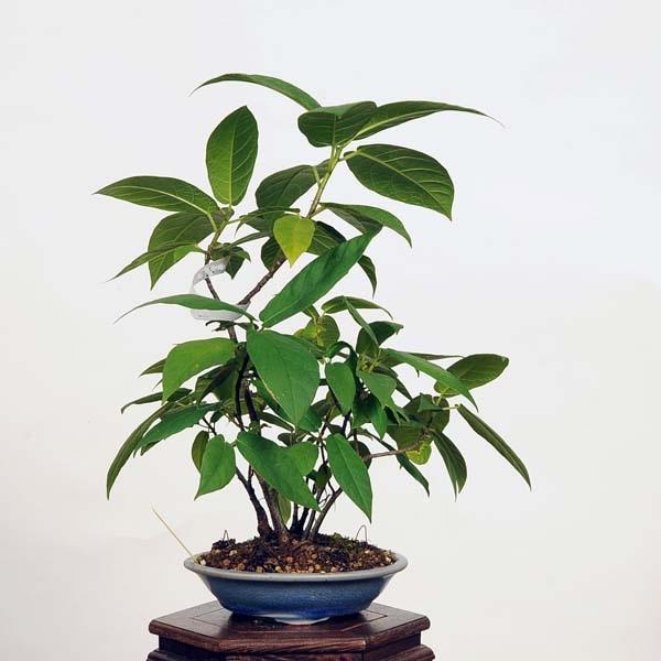 盆栽：犬枇杷（イヌビワ）現品* いぬびわ Inubiwa bonsai 小品盆栽