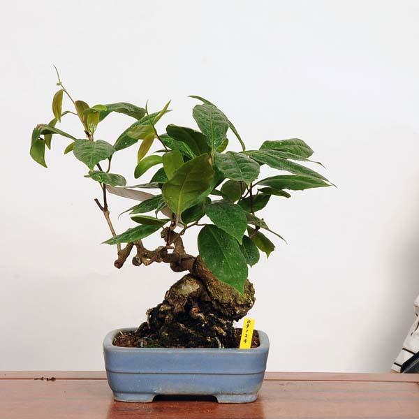 盆栽：特選美男葛(ビナンカズラ) 現品*びなんかずら Kadsura bonsai 中
